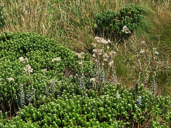 Baccharis phylicifolia DC.