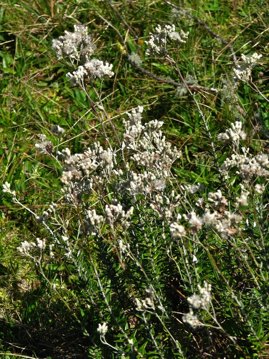 Baccharis phylicifolia DC.