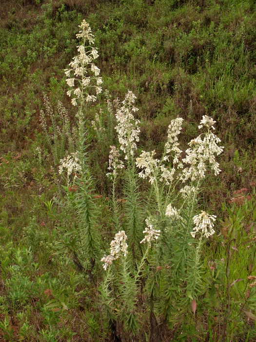 Baccharis helichrysoides DC. Baccharis helichrysoides DC.