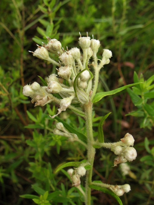Baccharis helichrysoides DC. Baccharis helichrysoides DC.
