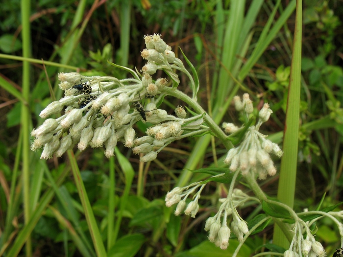 Baccharis helichrysoides DC. Baccharis helichrysoides DC.