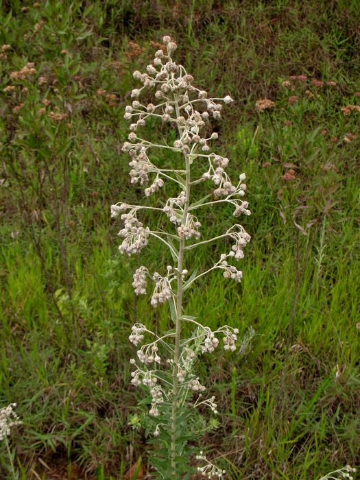 Baccharis helichrysoides DC. Baccharis helichrysoides DC.