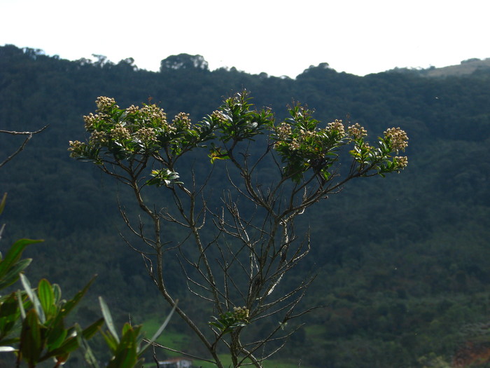 Baccharis antioquensis Killip & Cuatrec.