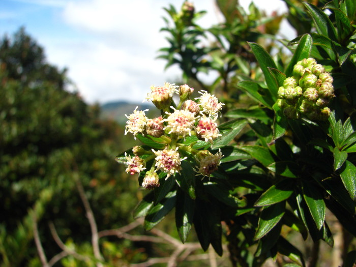 Baccharis antioquensis Killip & Cuatrec. Baccharis antioquensis Killip & Cuatrec.