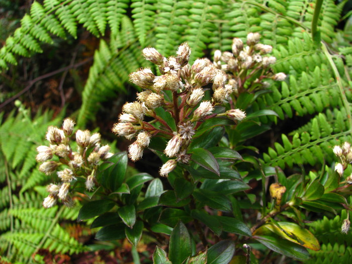 Baccharis antioquensis Killip & Cuatrec. Baccharis antioquensis Killip & Cuatrec.