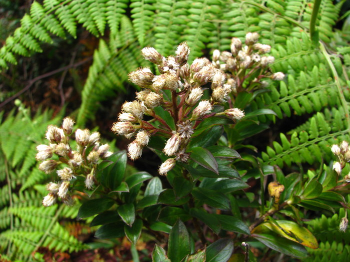 Baccharis antioquensis Killip & Cuatrec.