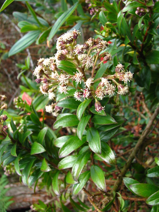 Baccharis antioquensis Killip & Cuatrec. Baccharis antioquensis Killip & Cuatrec.