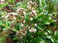 Baccharis antioquensis Killip & Cuatrec.