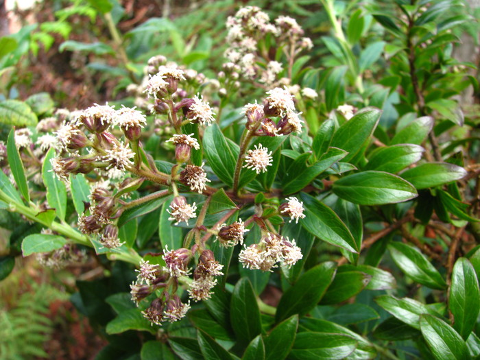 Baccharis antioquensis Killip & Cuatrec. Baccharis antioquensis Killip & Cuatrec.