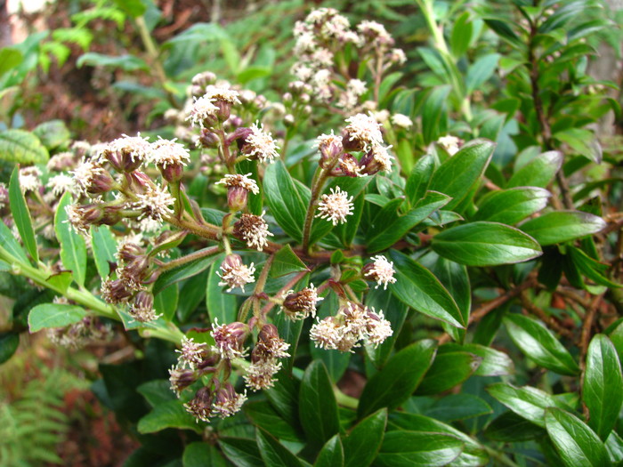 Baccharis antioquensis Killip & Cuatrec.