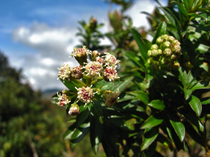 Baccharis antioquensis Killip & Cuatrec. Baccharis antioquensis Killip & Cuatrec.