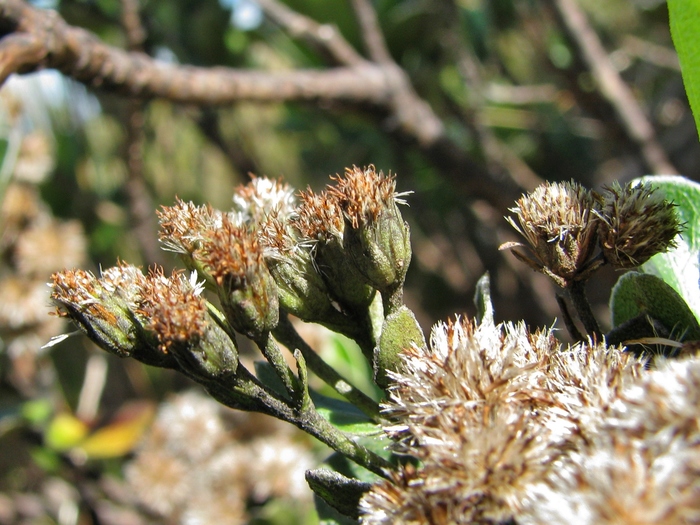 Baccharis ciliata Gardner