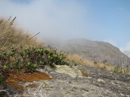 Baccharis ciliata Gardner