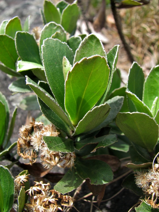 Baccharis ciliata Gardner