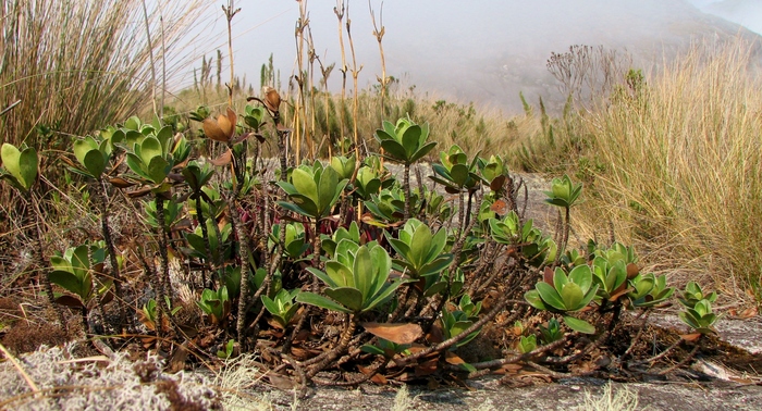 Baccharis ciliata Gardner