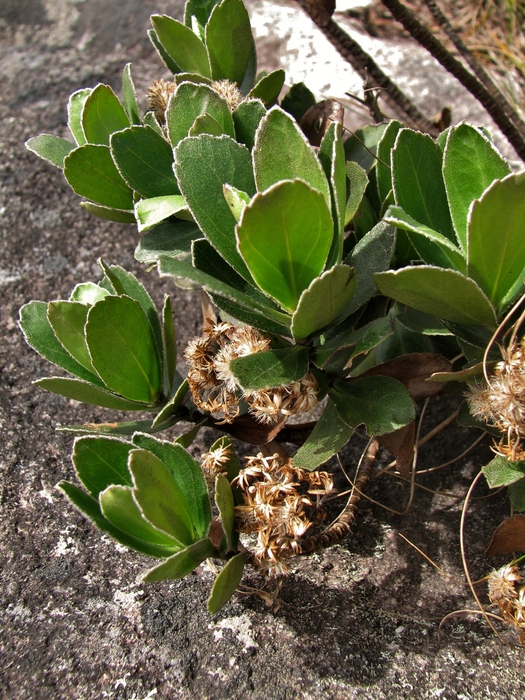 Baccharis ciliata Gardner