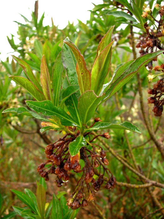 Baccharis coronata Giuliano