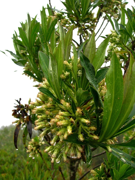 Baccharis coronata Giuliano