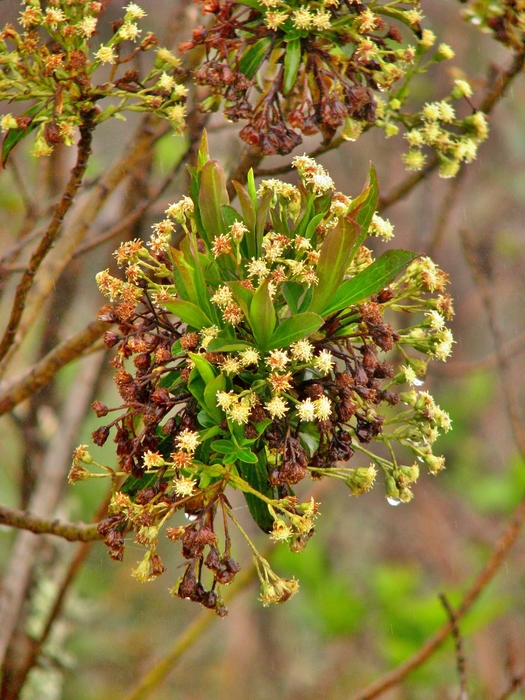 Baccharis coronata Giuliano