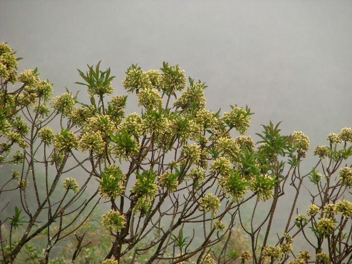 Baccharis coronata Giuliano