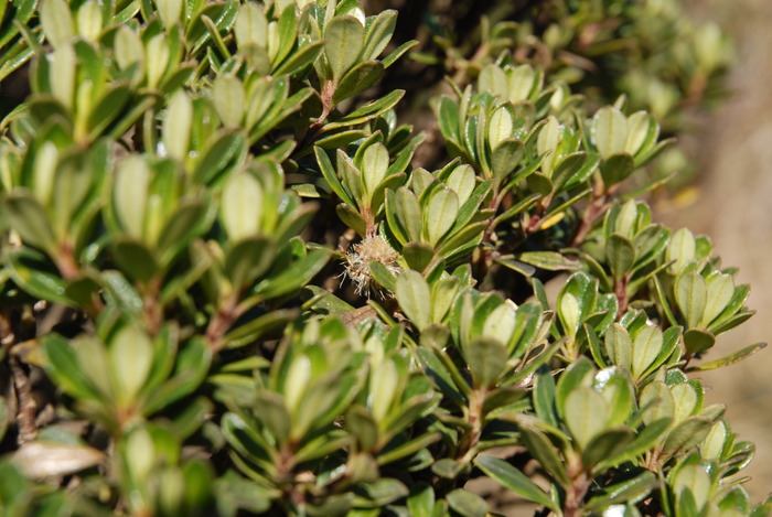 Baccharis dichotoma G.Heiden & L.D.Meireles Baccharis dichotoma G.Heiden & L.D.Meireles