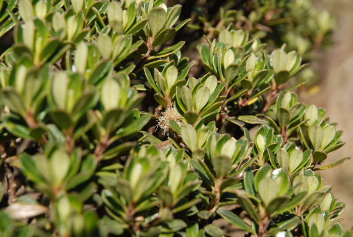 Baccharis dichotoma G.Heiden & L.D.Meireles