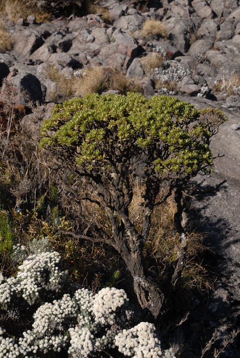 Baccharis dichotoma G.Heiden & L.D.Meireles