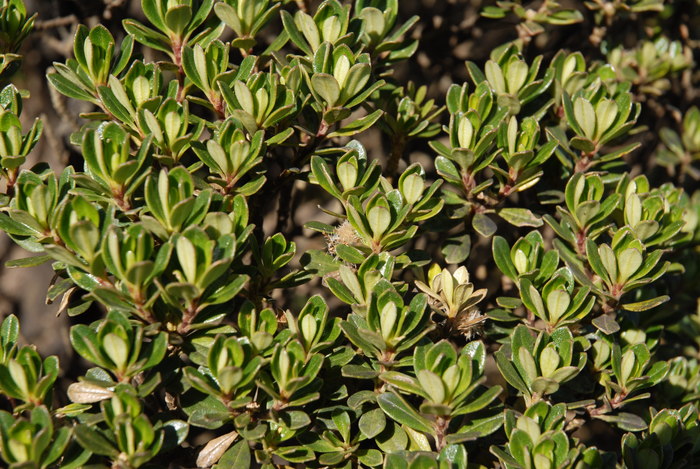 Baccharis dichotoma G.Heiden & L.D.Meireles