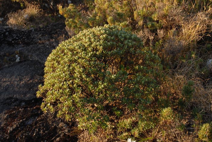 Baccharis dichotoma G.Heiden & L.D.Meireles