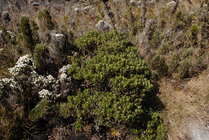 Baccharis dichotoma G.Heiden & L.D.Meireles