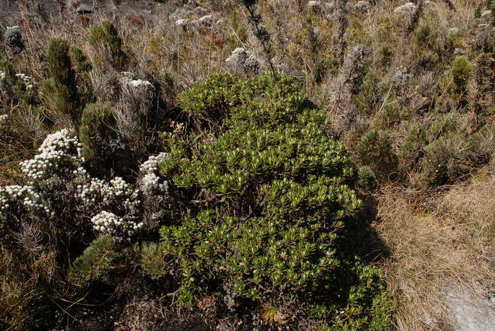 Baccharis dichotoma G.Heiden & L.D.Meireles