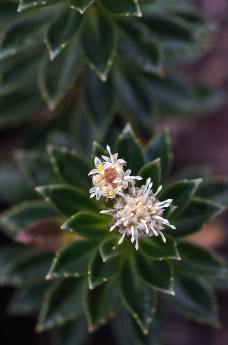 Baccharis densa (N.E.Br.) V.M.Badillo