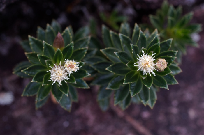 Baccharis densa (N.E.Br.) V.M.Badillo