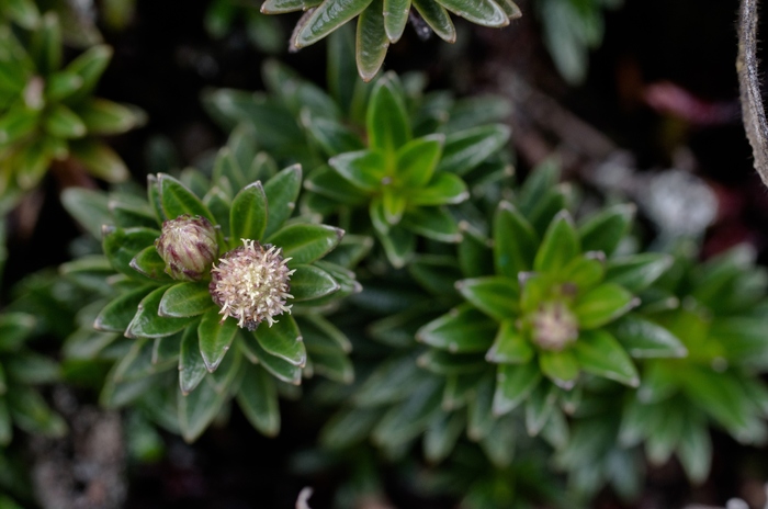 Baccharis densa (N.E.Br.) V.M.Badillo