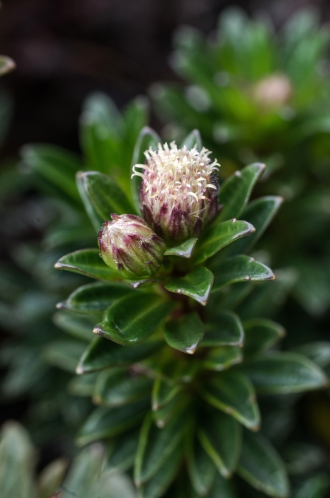 Baccharis densa (N.E.Br.) V.M.Badillo