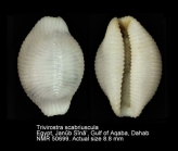 Trivirostra scabriuscula