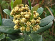 Baccharis macrophylla Dusén