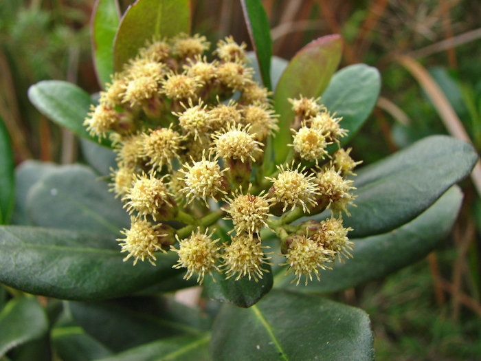 Baccharis macrophylla Dusén Baccharis macrophylla Dusén