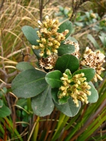 Baccharis macrophylla Dusén