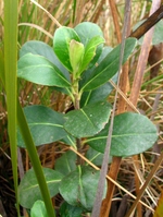 Baccharis macrophylla Dusén