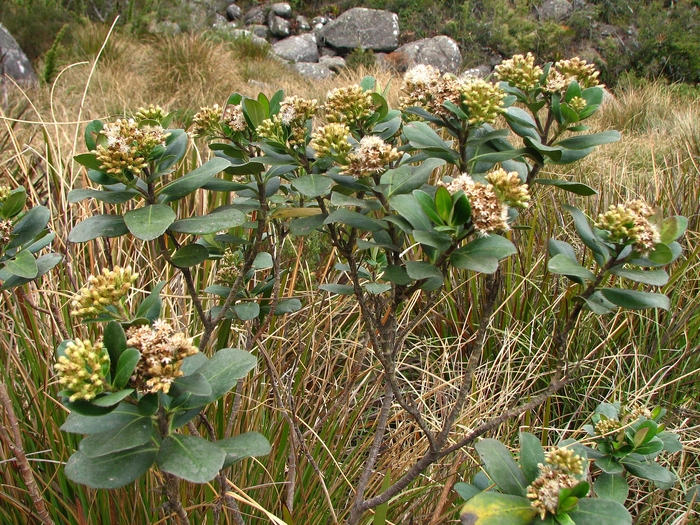 Baccharis macrophylla Dusén Baccharis macrophylla Dusén