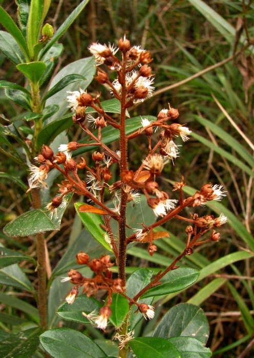 Baccharis vismioides DC. Baccharis vismioides DC.