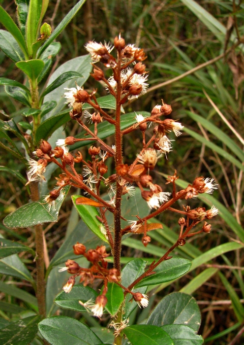 Baccharis vismioides DC.