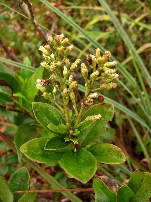 Baccharis vismioides DC. Baccharis vismioides DC.