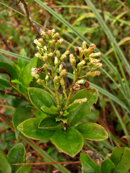 Baccharis vismioides DC.