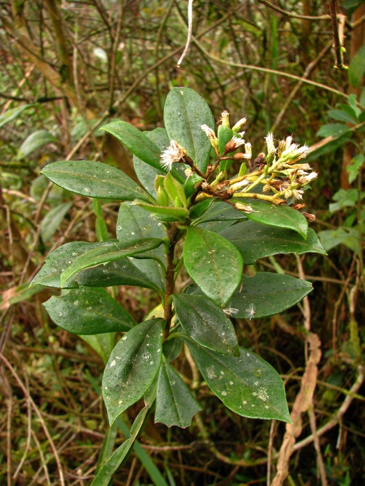 Baccharis vismioides DC. Baccharis vismioides DC.