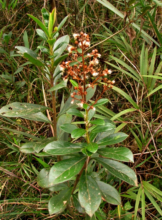 Baccharis vismioides DC.