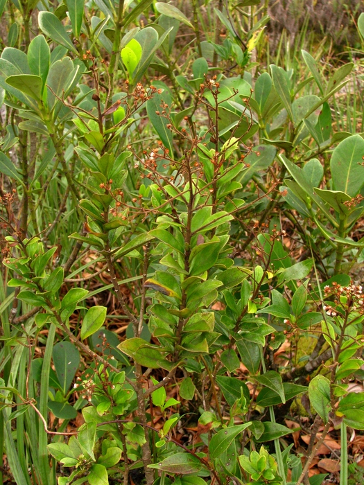 Baccharis vismioides DC.