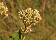 Baccharis ligustrina DC.