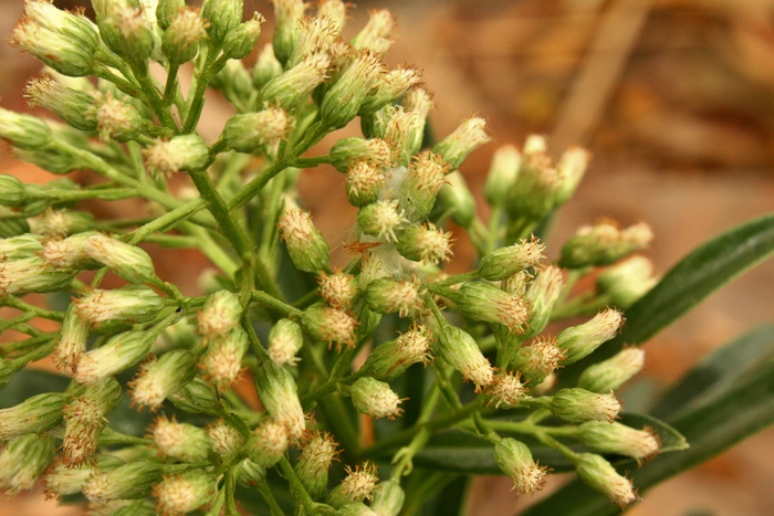 Baccharis ligustrina DC. Baccharis ligustrina DC.